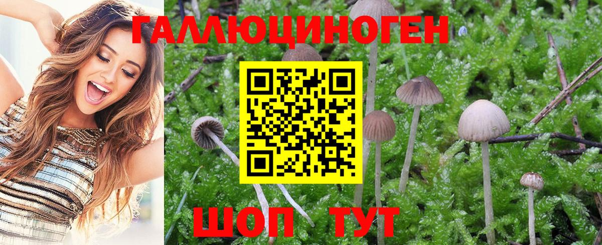 Галлюциногенные грибы Cubensis Майский